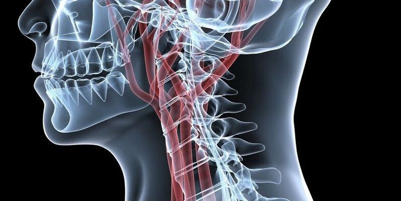 The blood vessels of the cervical spine